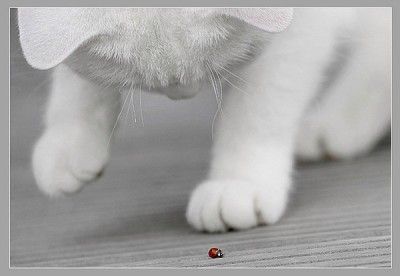 chat & coccinelle