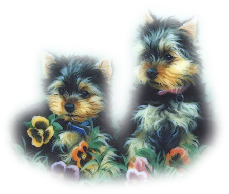 yorkie