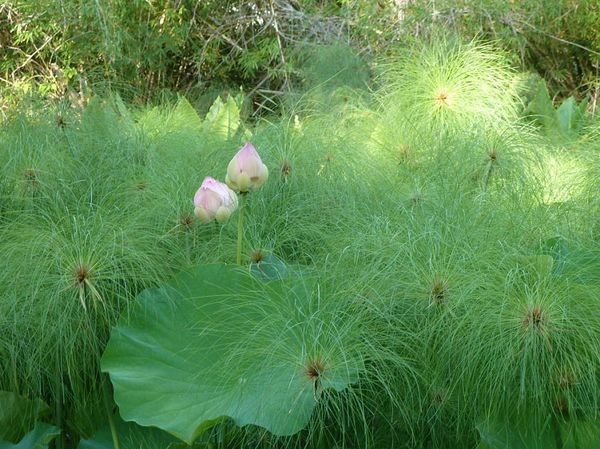 fleurs de lotus