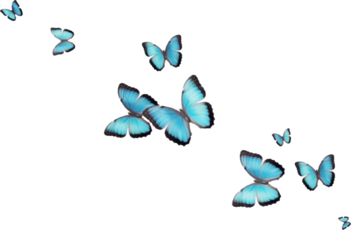 papillons bleus