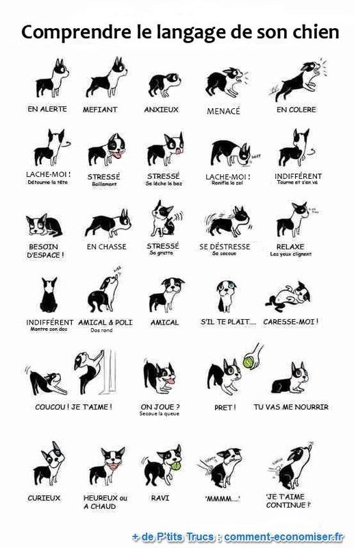 comprendre le langage du chien par ses gestes