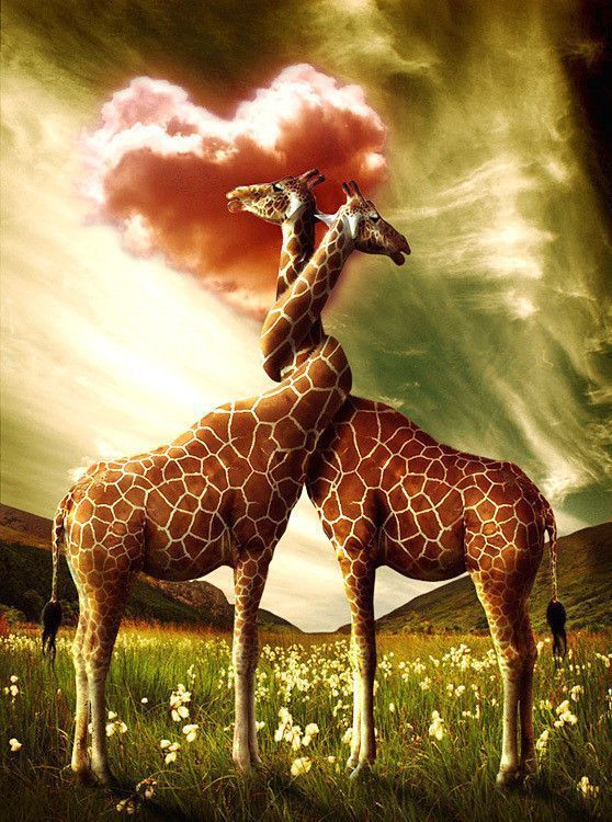 image girafes
