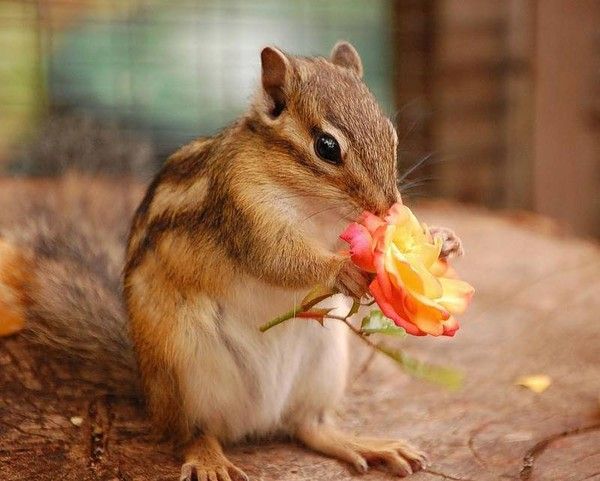 mimi ecureuil avec sa rose