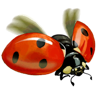 coccinelles