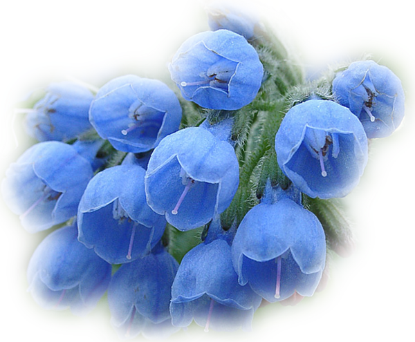 fleurs bleues