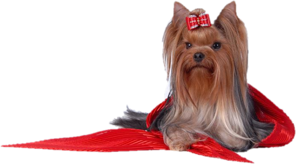 yorkie