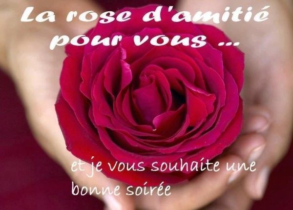 la rose de l'amitié