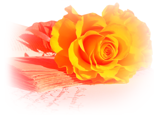 rose jaune orangé