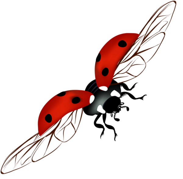 coccinelle vole