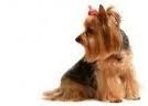 yorkie