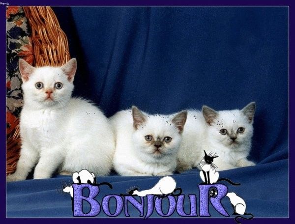 bonjour