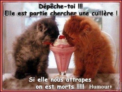 humour de chatons 