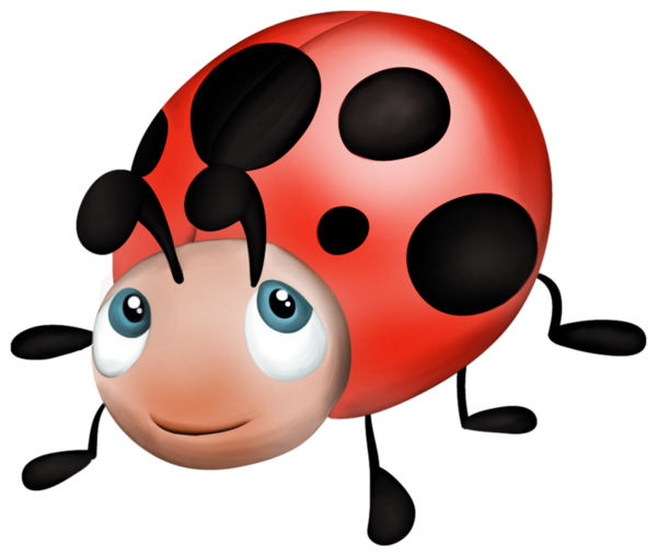 coccinelle