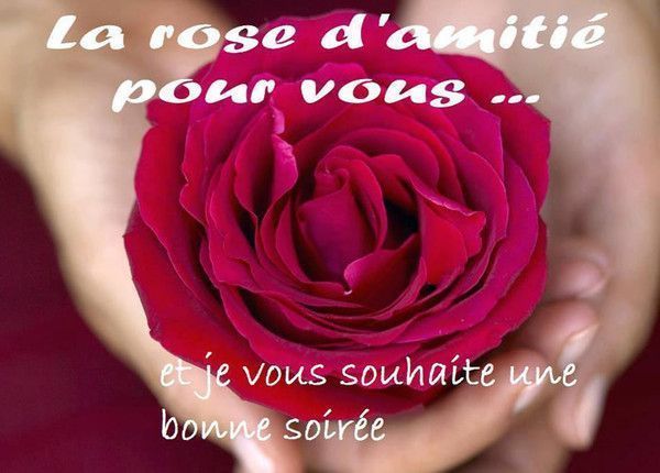 la rose de l'amitié pour vous...