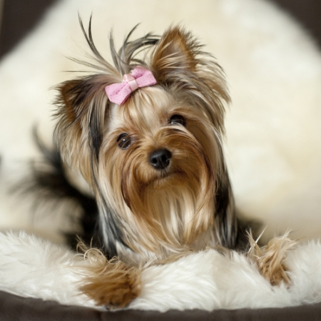 yorkie