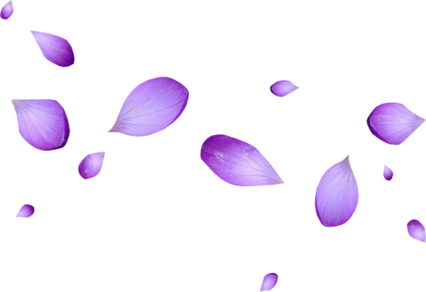 pétales violettes
