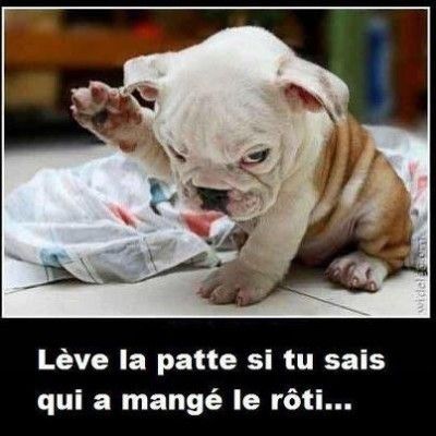 humour de chien