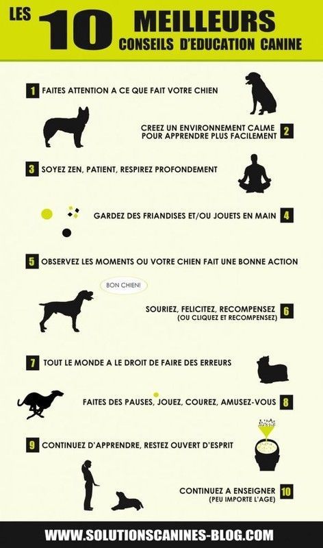 10 meilleurs conseils d'education canine