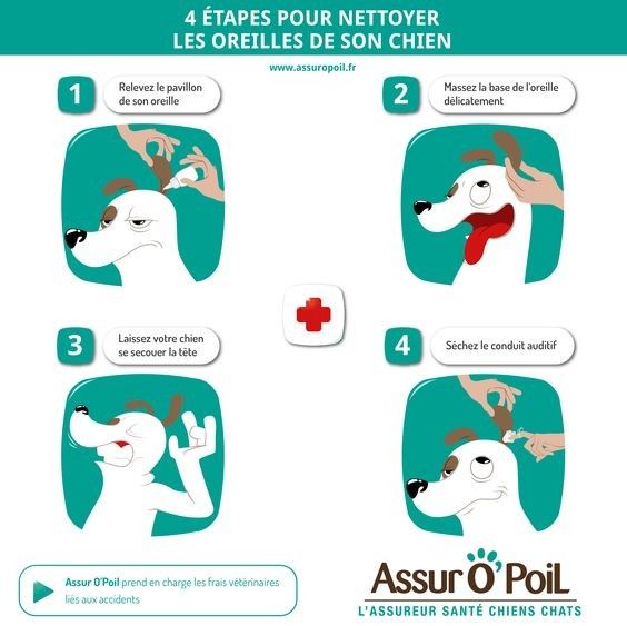 4 étapes pour nettoyer les oreilles du chien