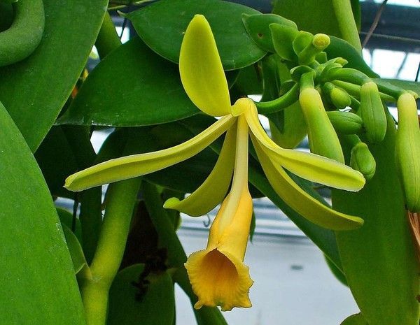fleur de vanilla planifolia