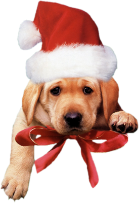 chien noel