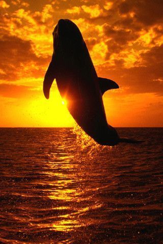 beau coucher de soleil avec dauphin