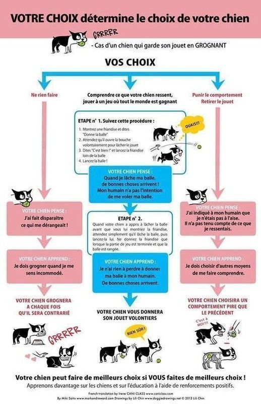 votre choix détermine votre chien