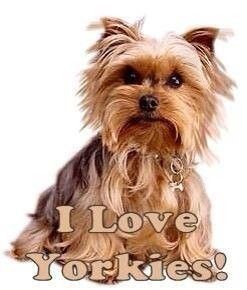 yorkie