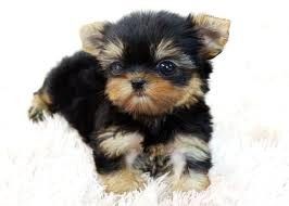 yorkie