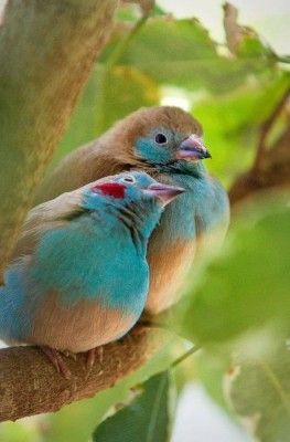 l'amour d'oiseaux