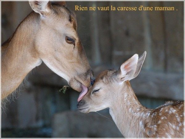 rien ne vaut la caresse d'une maman