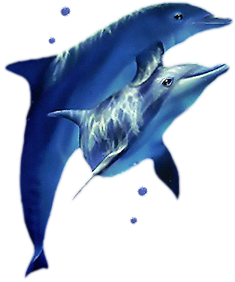 dauphins