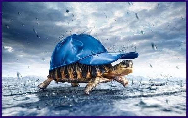 tortue avec sa casquette