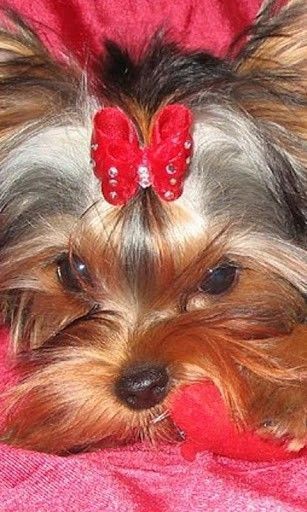 yorkie