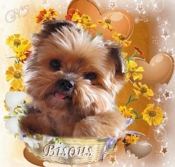 bisous de yorkie