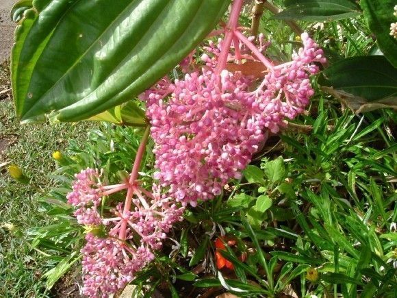 fleurs de la reunion