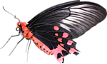 papillon noir & rouge