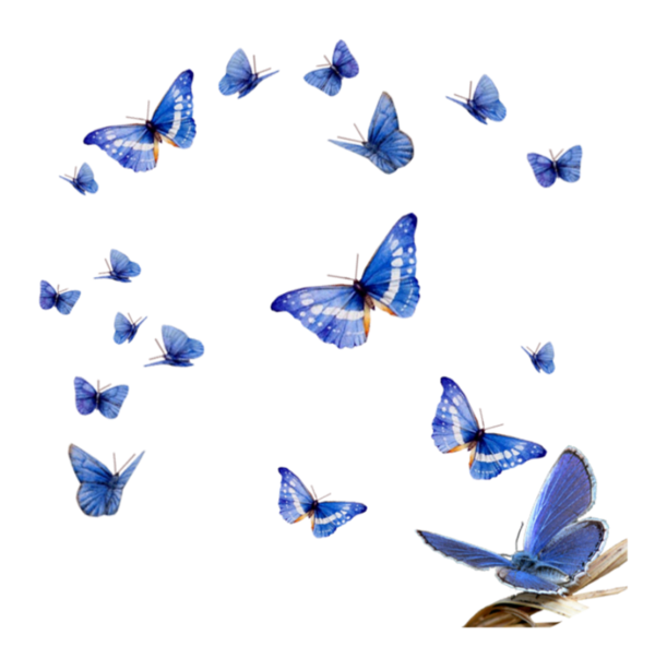 envolée de papillons