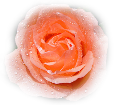 rose saumoné