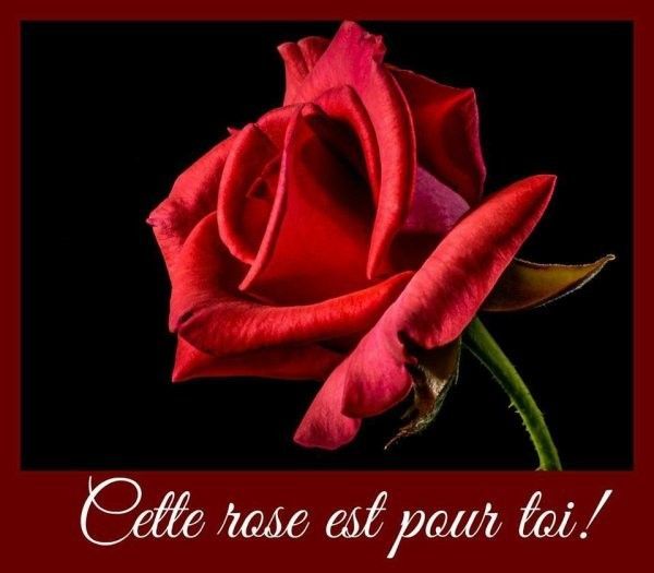 cette rose est pour toi