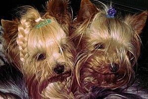 yorkies