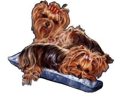 yorkie