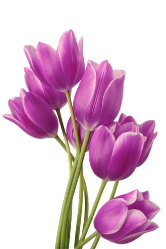 tulipes violet
