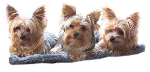 3 yorkies