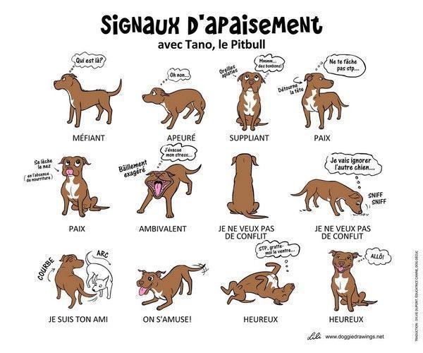 signaux d'apaisement du chien