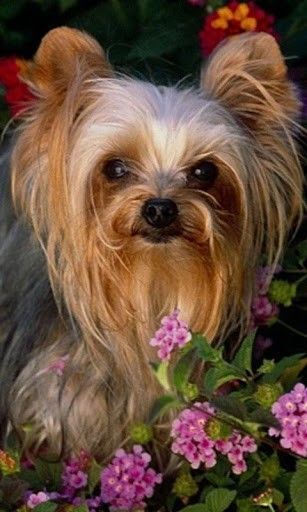 yorkie