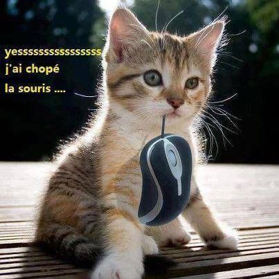 yesss!! j'ai chop2 la souris...