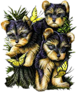 yorkie