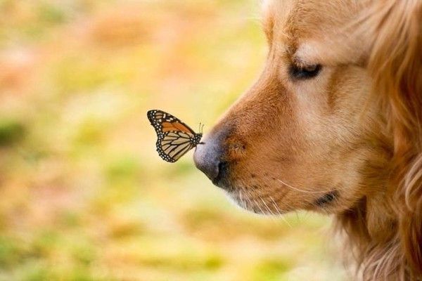 chien et papillon
