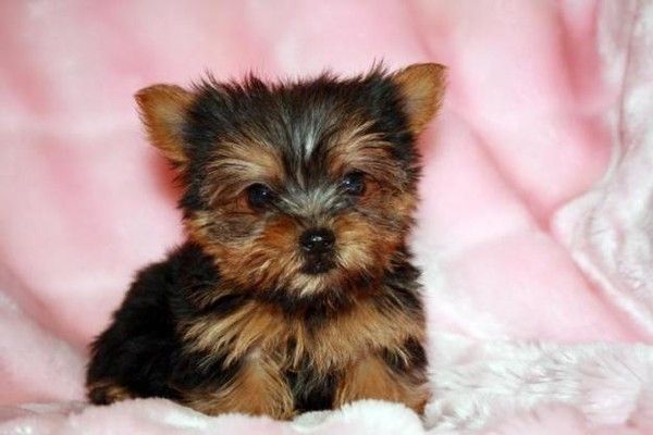 baby yorkie